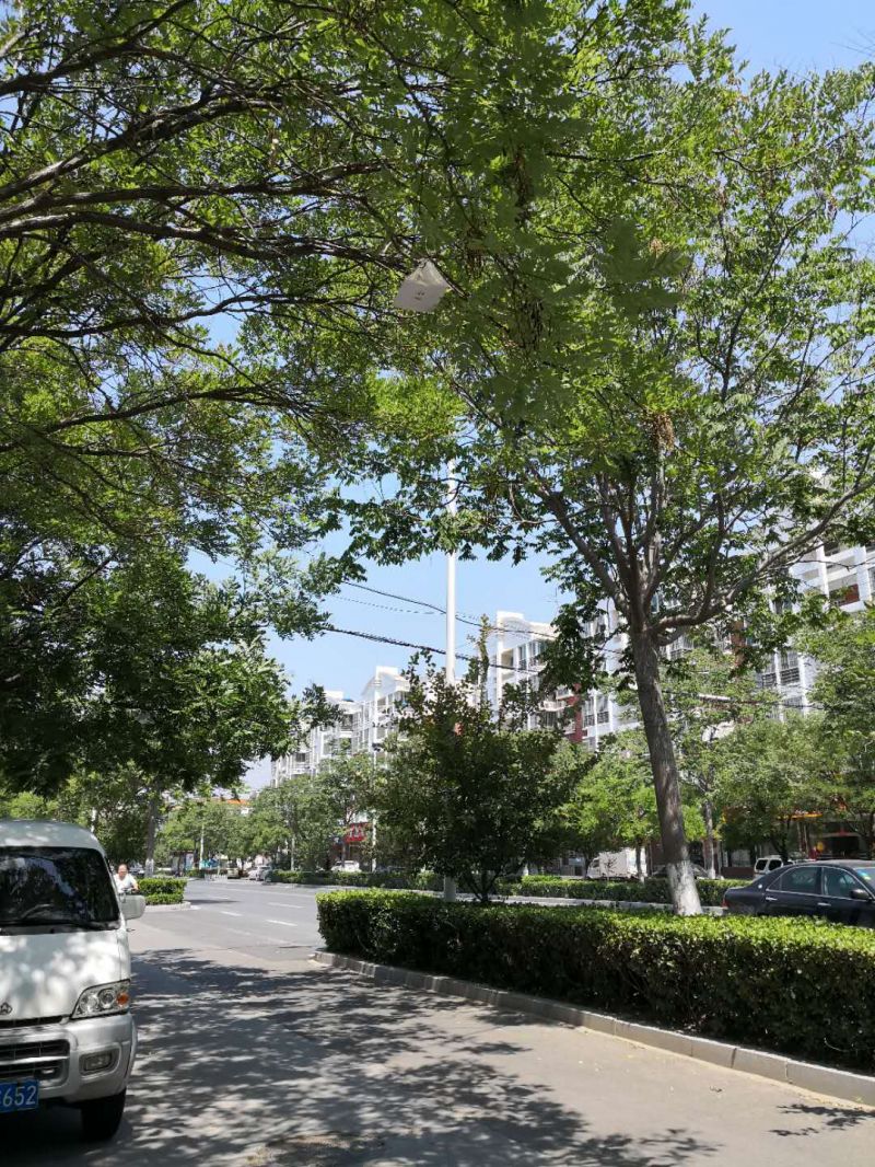 惠民县苗木产业：绿色致富之路