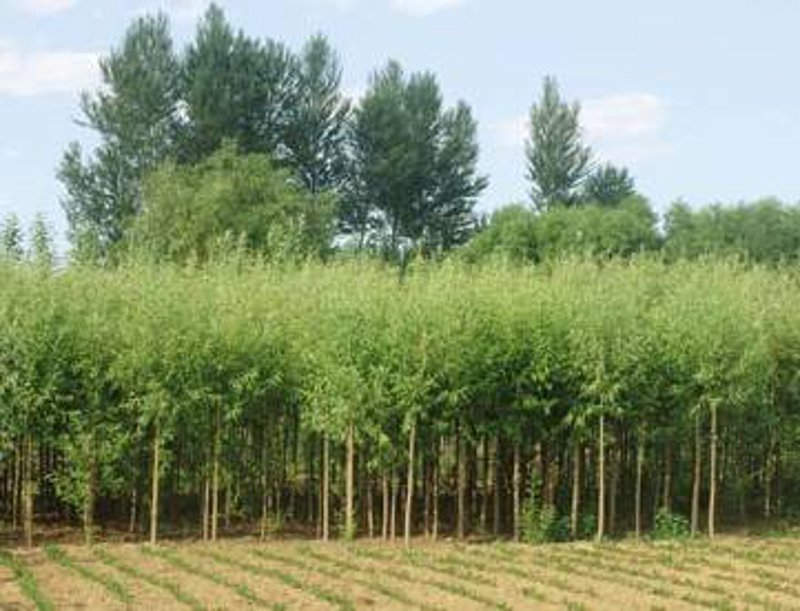 国槐种植新手指南