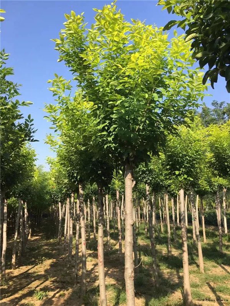 国槐的种植与养护：从新手到专家